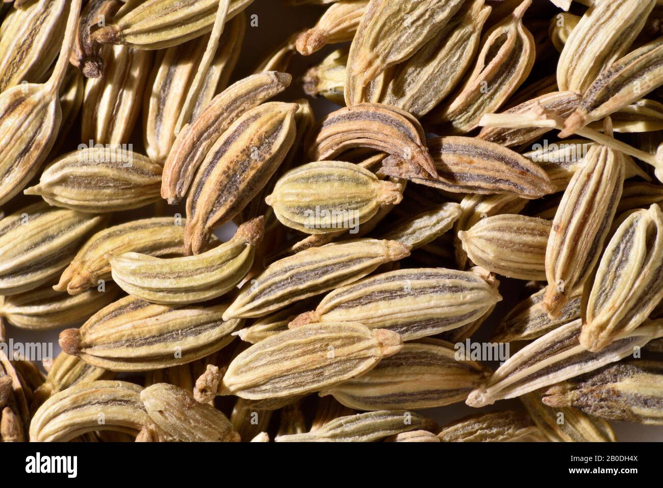 Fennel seeds, Foeniculum vulgare Stock Photo