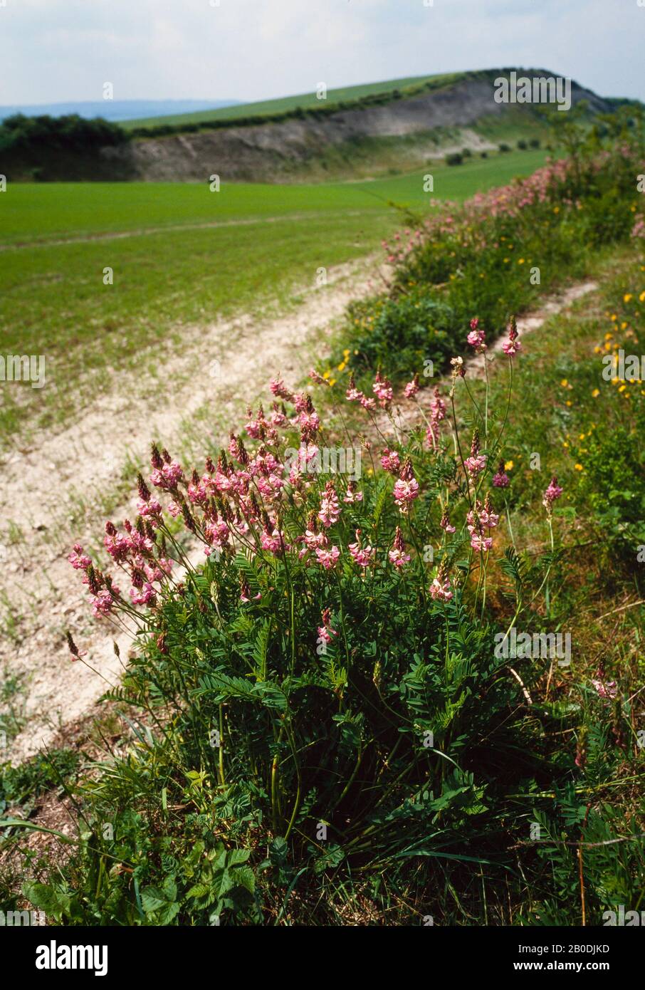 Common sainfoin, Onobrychis viciifolia, also known as O. sativa Stock Photo