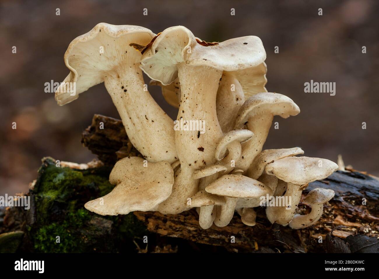 Lyophyllum conglobatum growing on the trunk of a dead tree. Spain Stock Photo