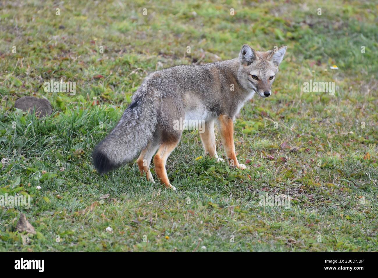 Patagonian Fox, or South American Grey Fox, hunting in the early morning in Torres del Paine National Park, Chile. Stock Photo