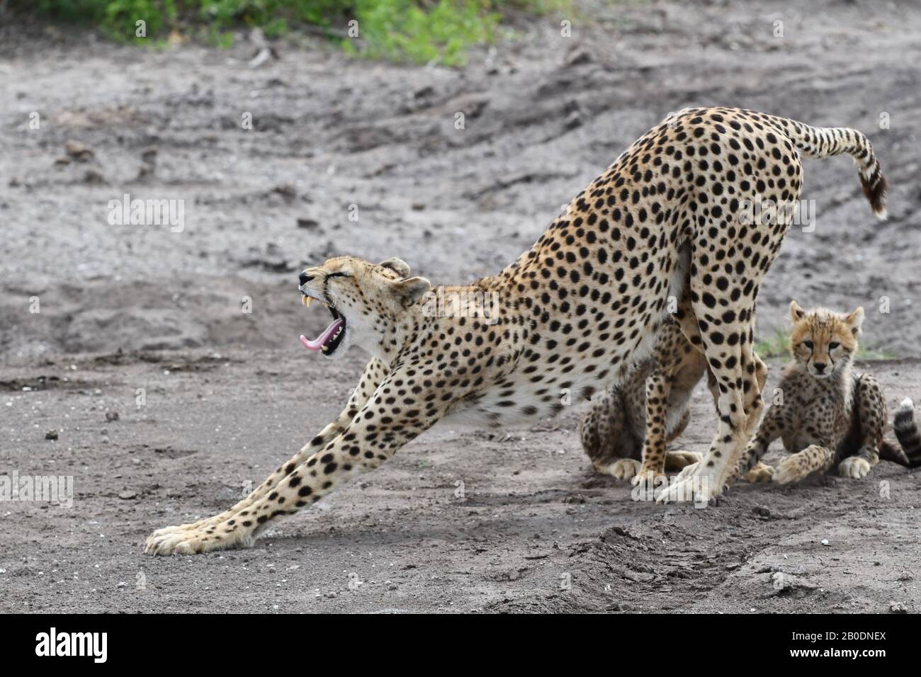 Cheetah mother stretches and yawns whilst protecting her cubs. Amboseli National Park, Kenya. Stock Photo