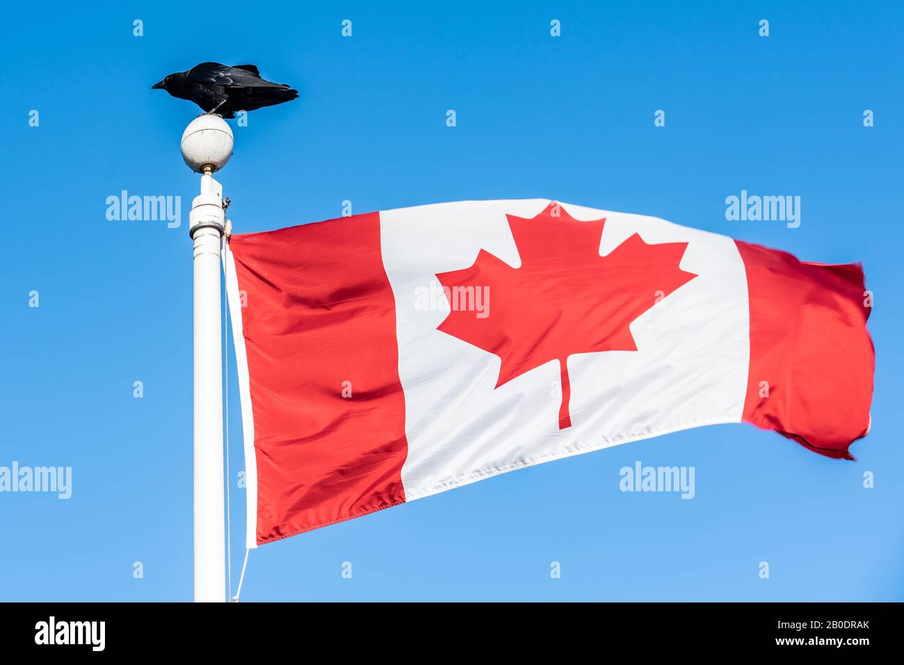 Flag of Canada with a black bird flying and waving against a beautiful blue sky. Stock Photo