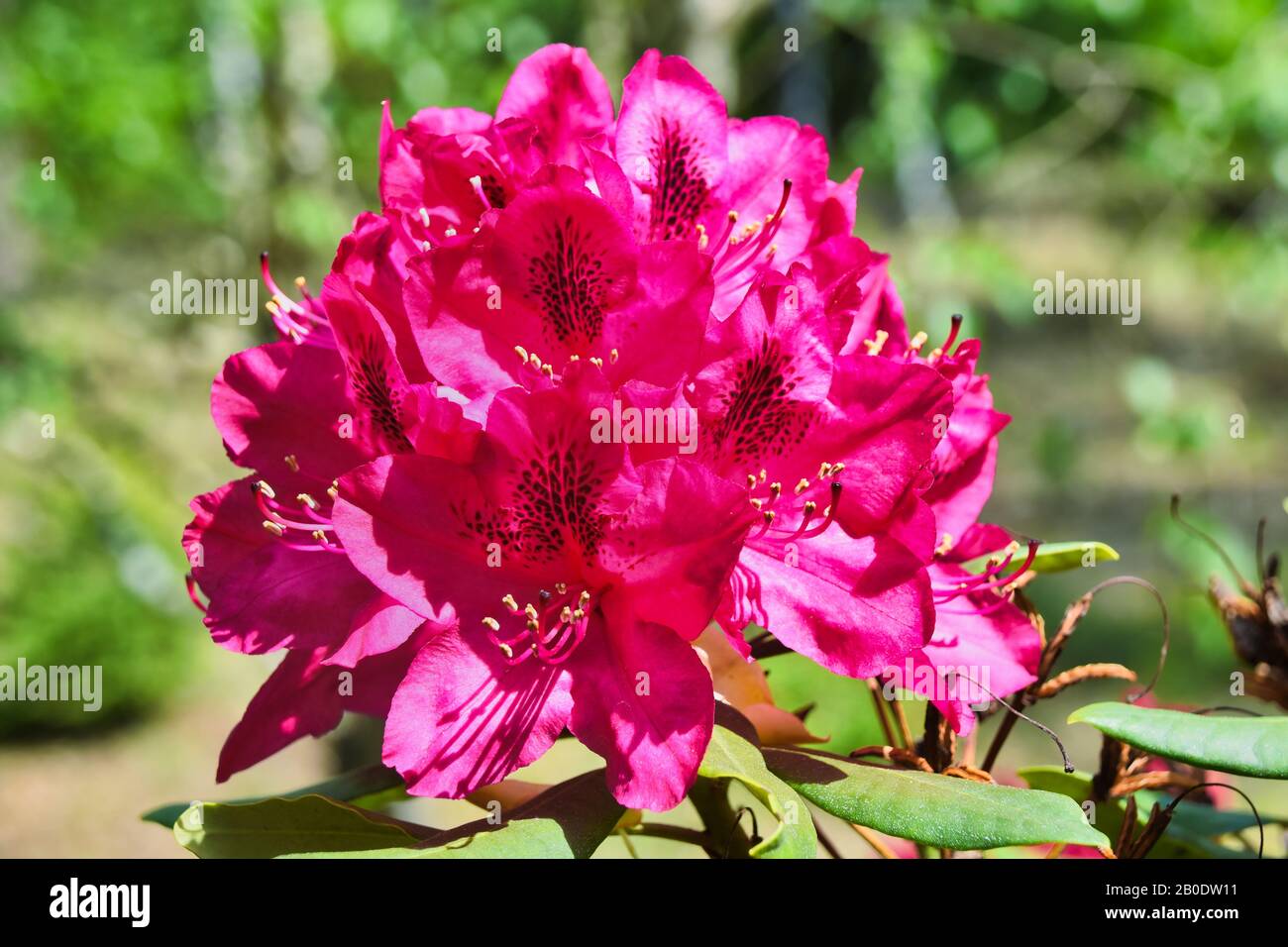 Genus rhododendron hi-res stock photography and images - Alamy