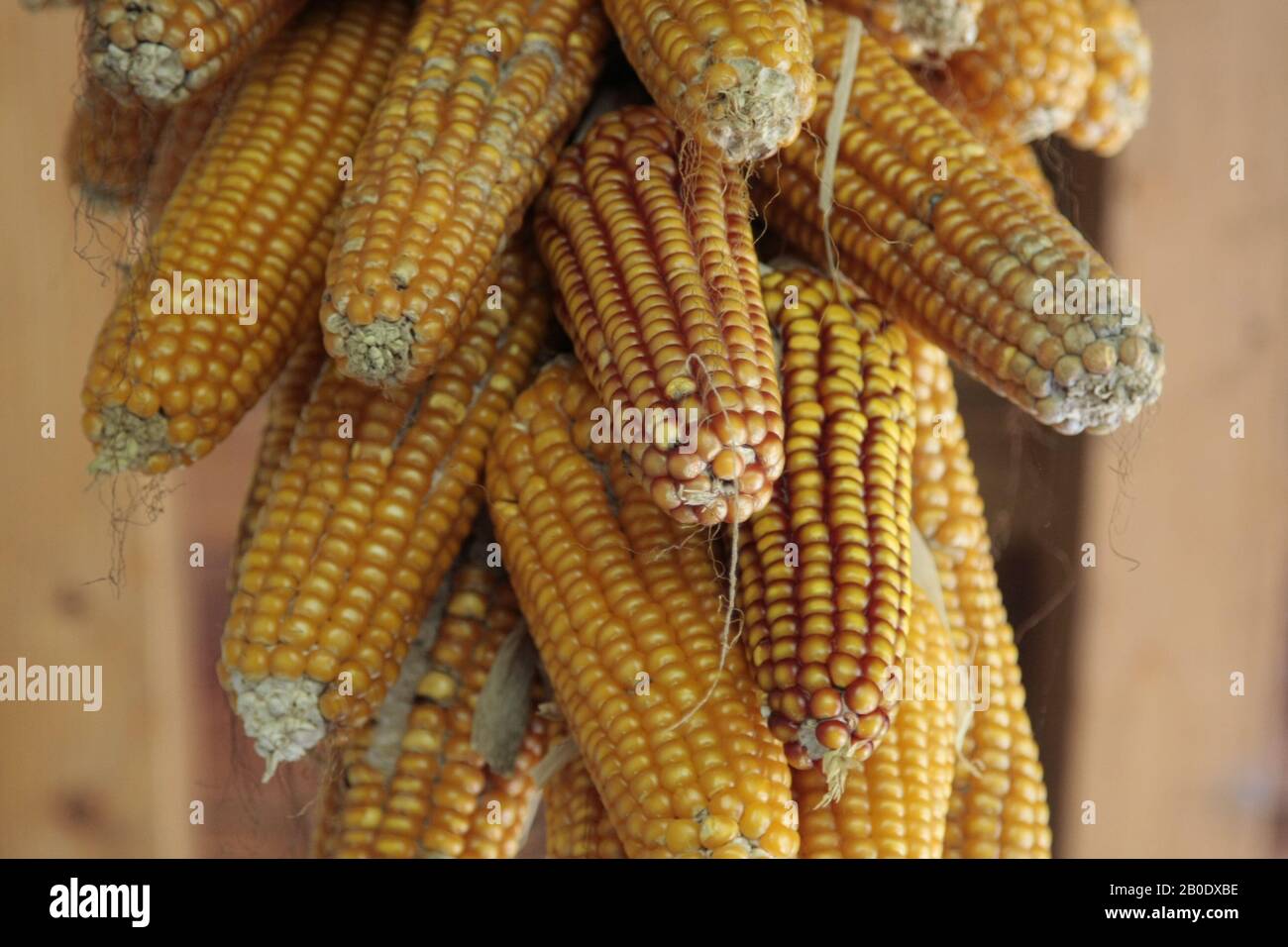 Corn cobs hung to dry for cattle feed Stock Photo Alamy