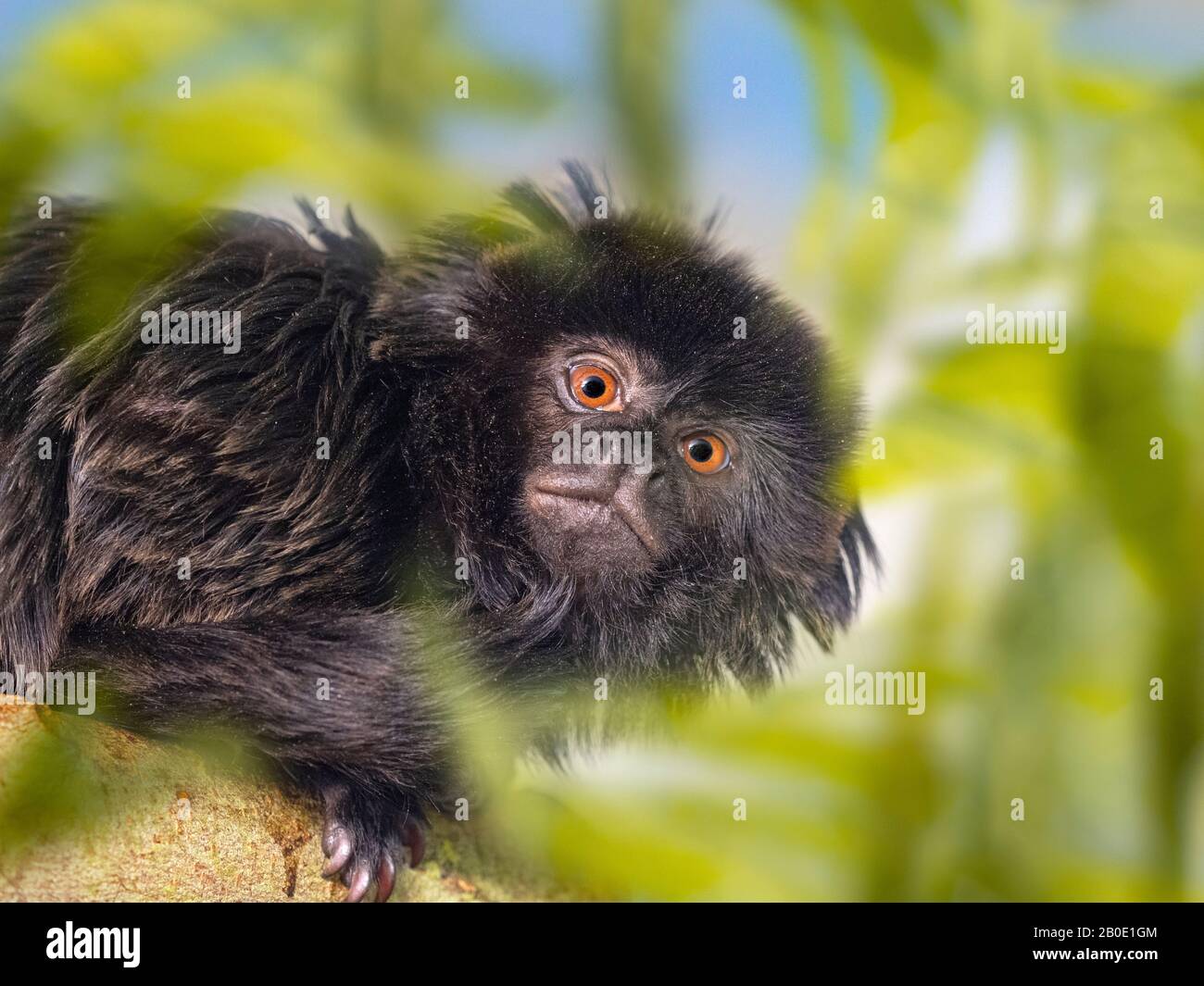 Goeldi's marmoset or Goeldi's monkey Callimico goeldii Stock Photo