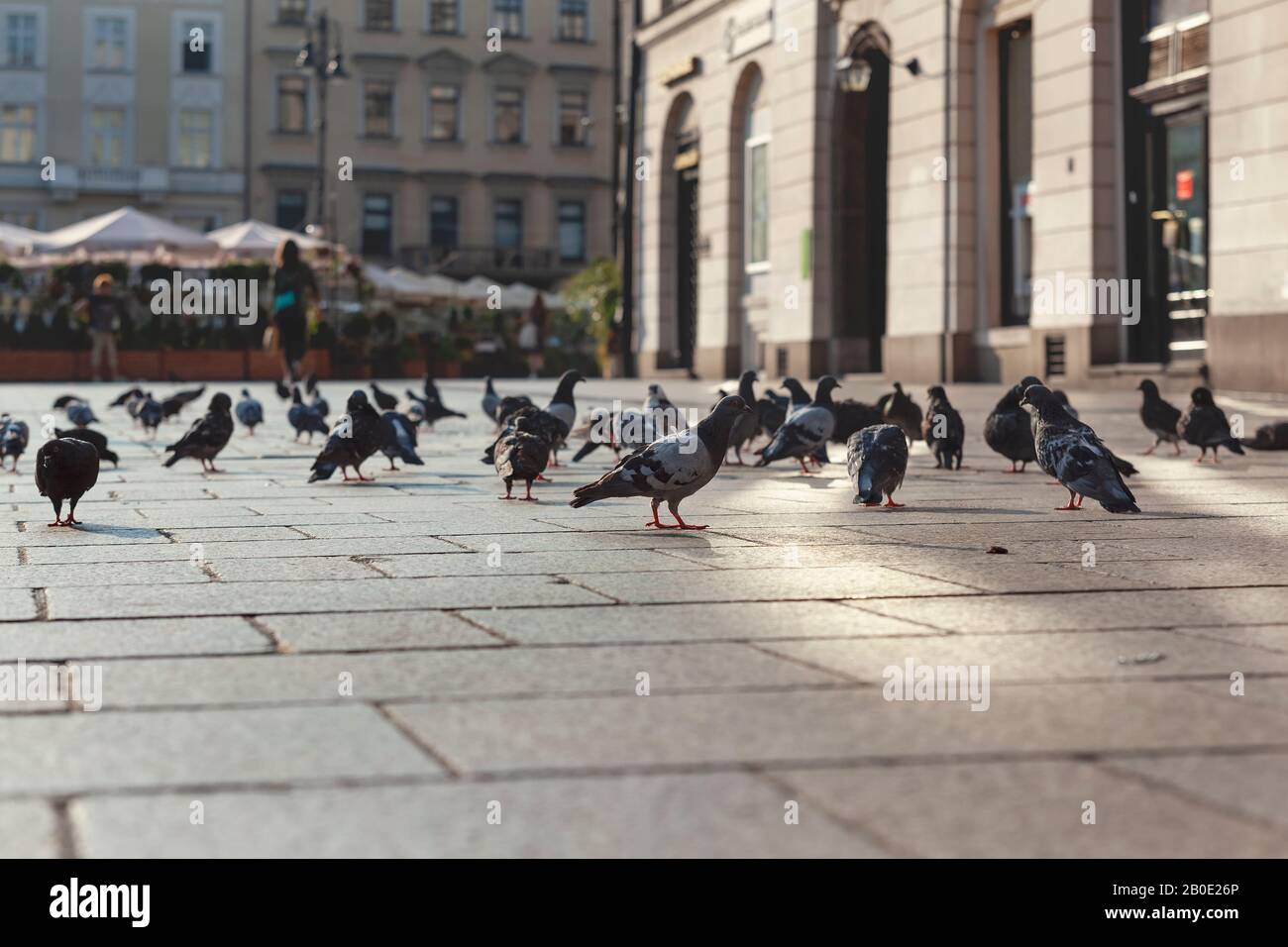 Pigeons on the main square of Krakow Poland early in the morning Stock Photo