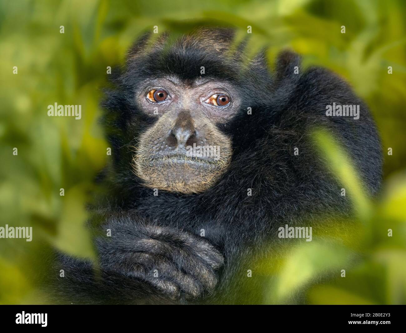 Portrait of a Siamang Gibbon Symphalangus syndactylus Stock Photo