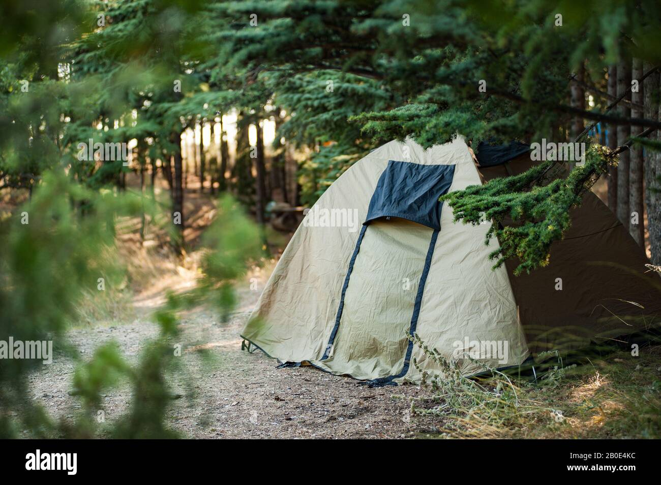 Tent Camp Camping Campsite Forest Pine Trees Wilderness High Resolution Stock Photography And Images Alamy