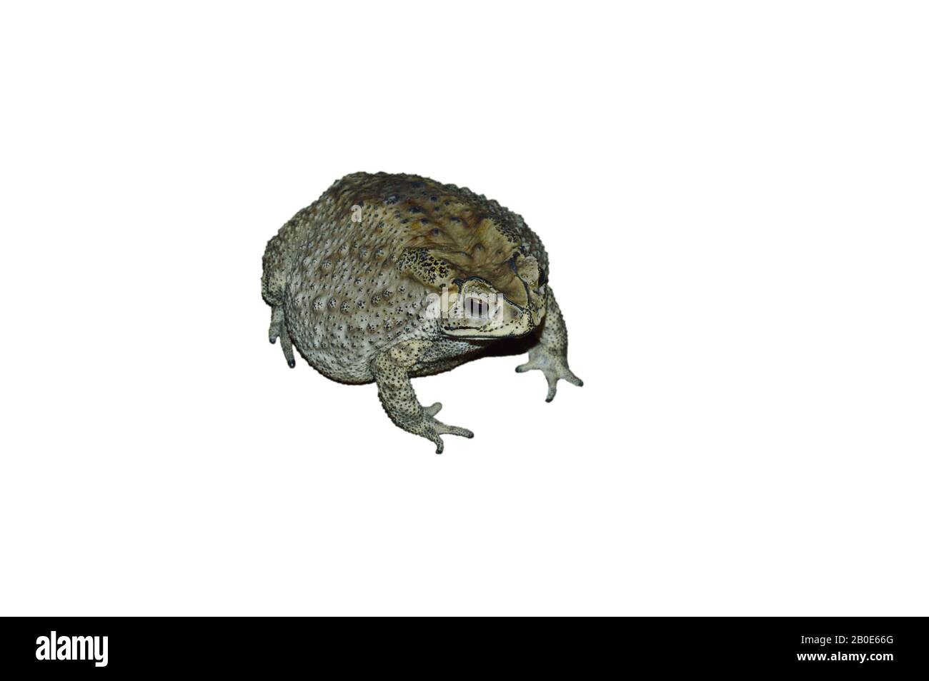 toad isolated in white background Stock Photo - Alamy