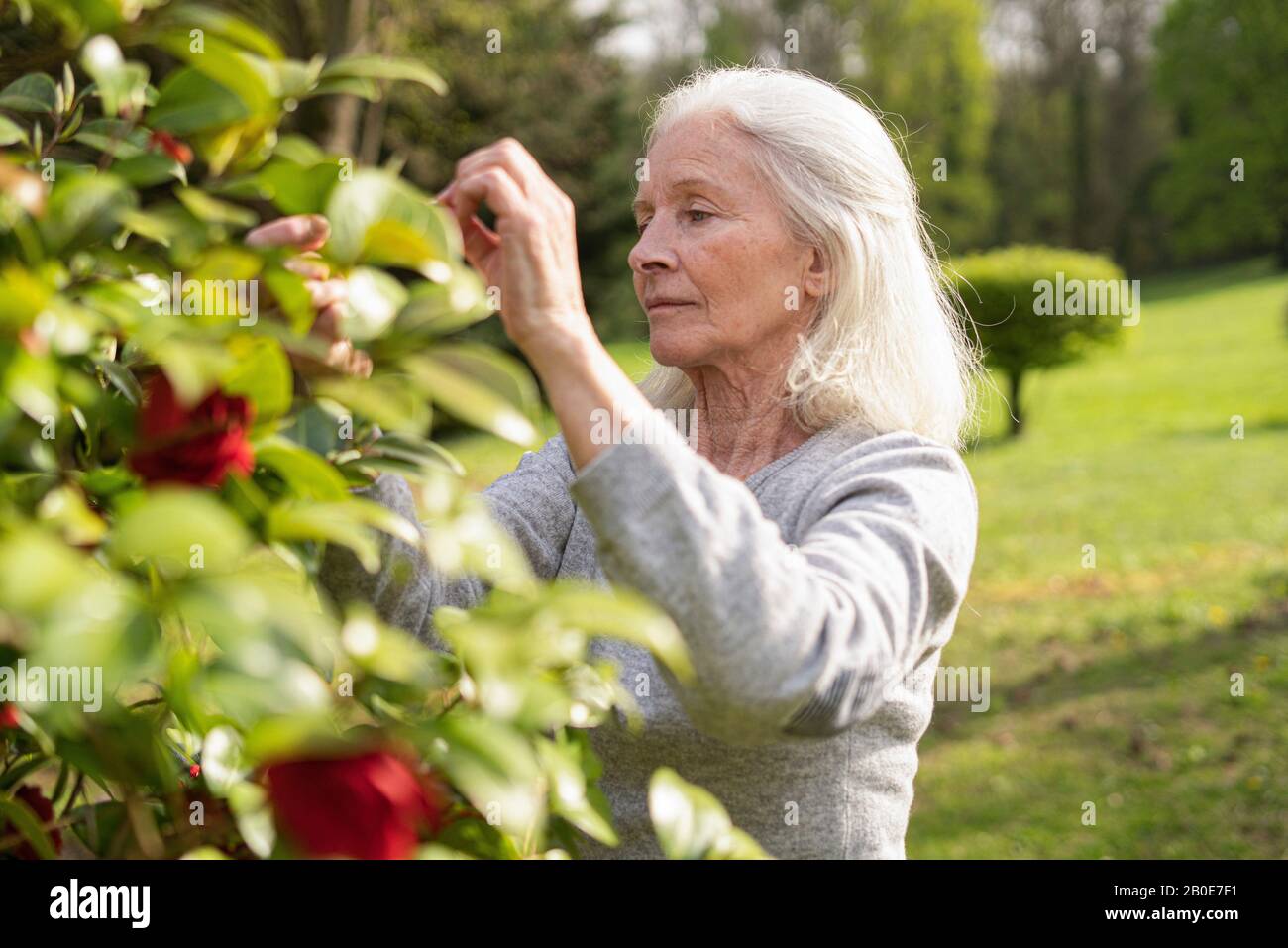 Senior woman in rose garden hi-res stock photography and images - Alamy