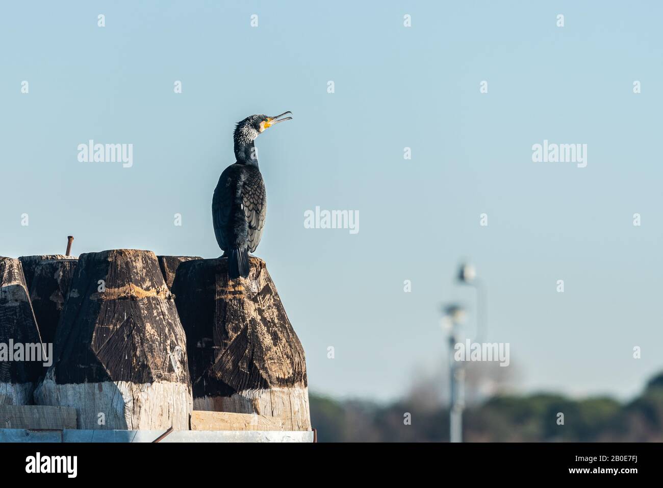 Great cormorant sitting on a wooden bollard in Venice (Italy) Stock Photo