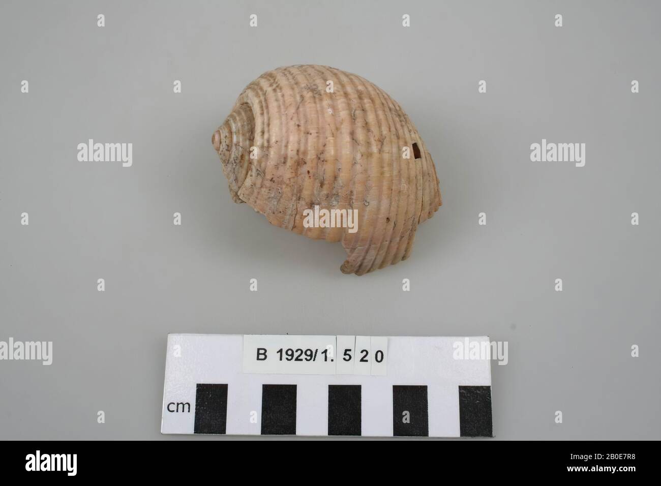 organic matter, organic, shell, L 7.6 cm, H 5 cm, Palestine Stock Photo