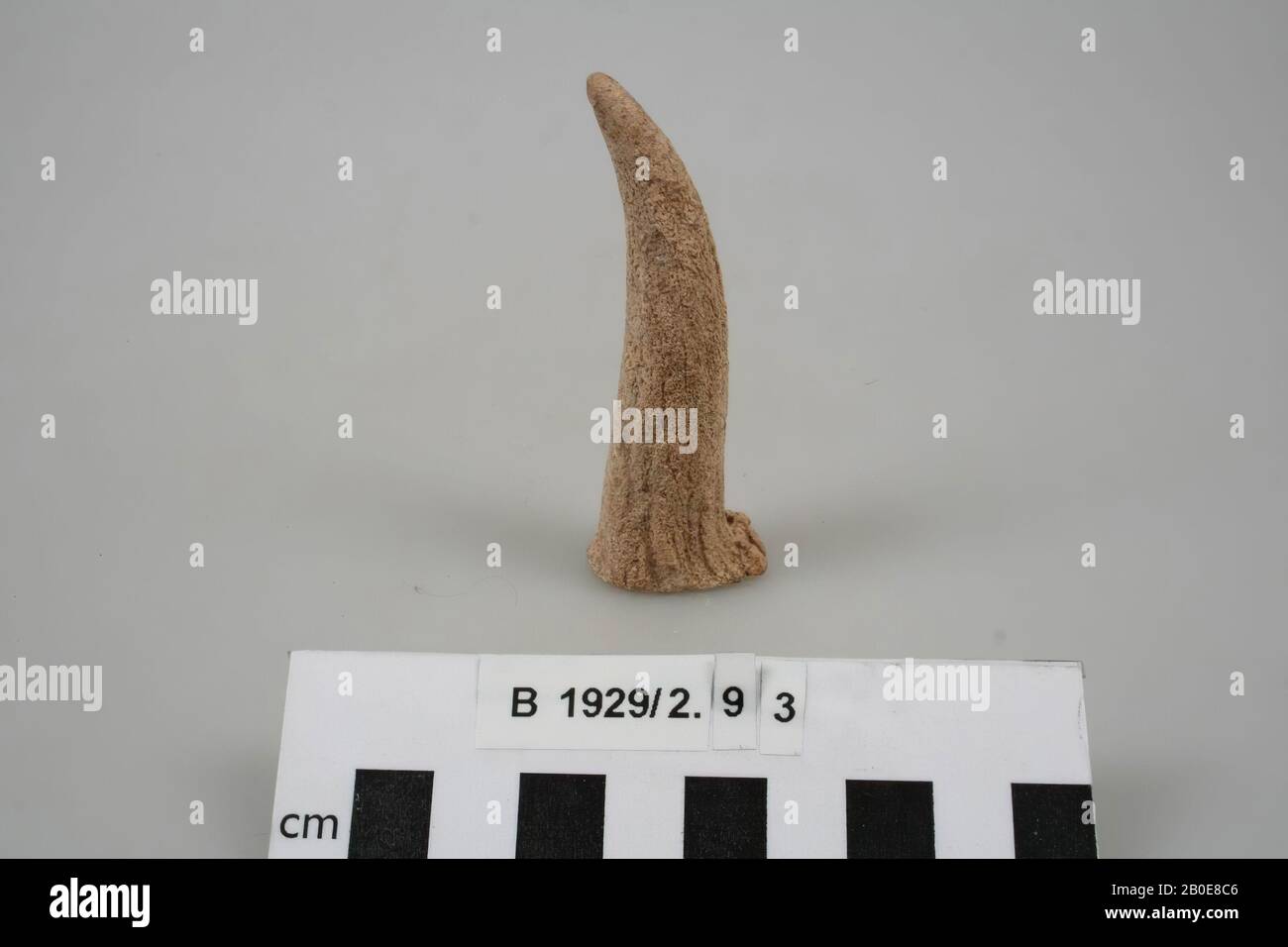 varia, organic, bone, L 8 cm, Israel Stock Photo