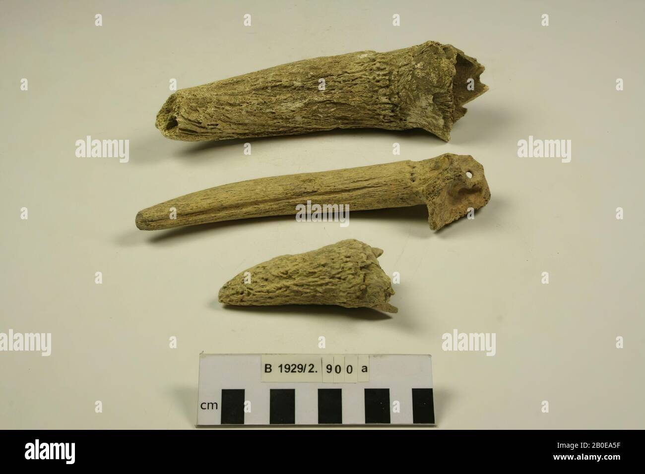 10 sachets with animal bones., Varia, animal bones, organic, bone, L 18.5 cm, Israel Stock Photo