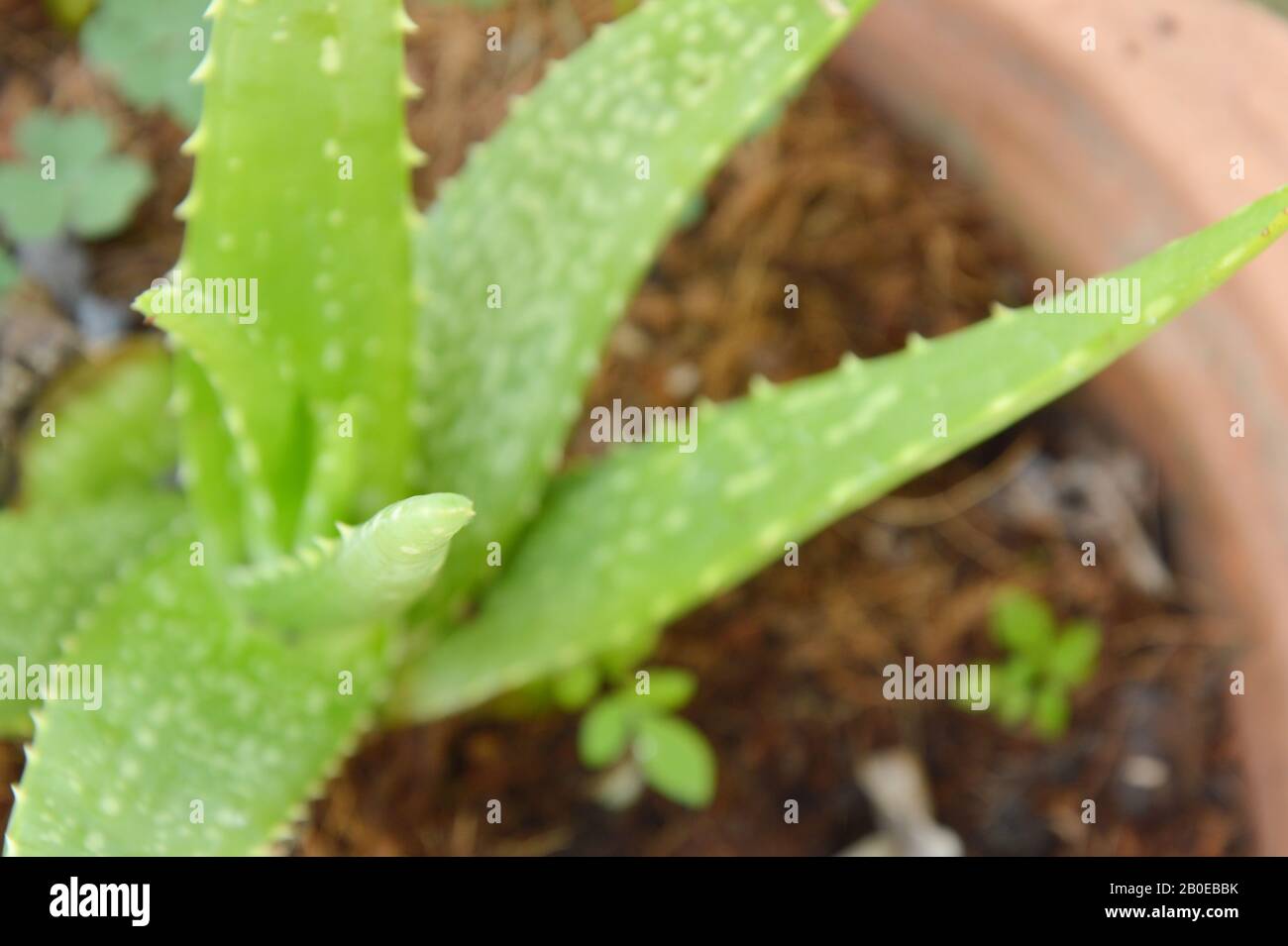 aloe vera leaf herb for relieve burn wounds in flowerpot Stock Photo - Alamy