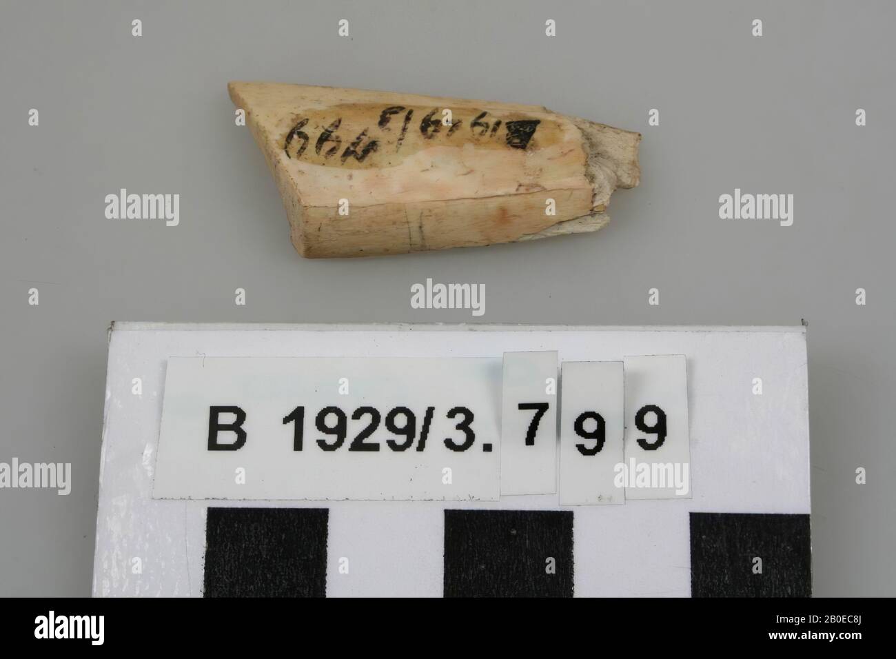 varia, fragment, organic, bone, 1: 3.8 cm, Israel Stock Photo