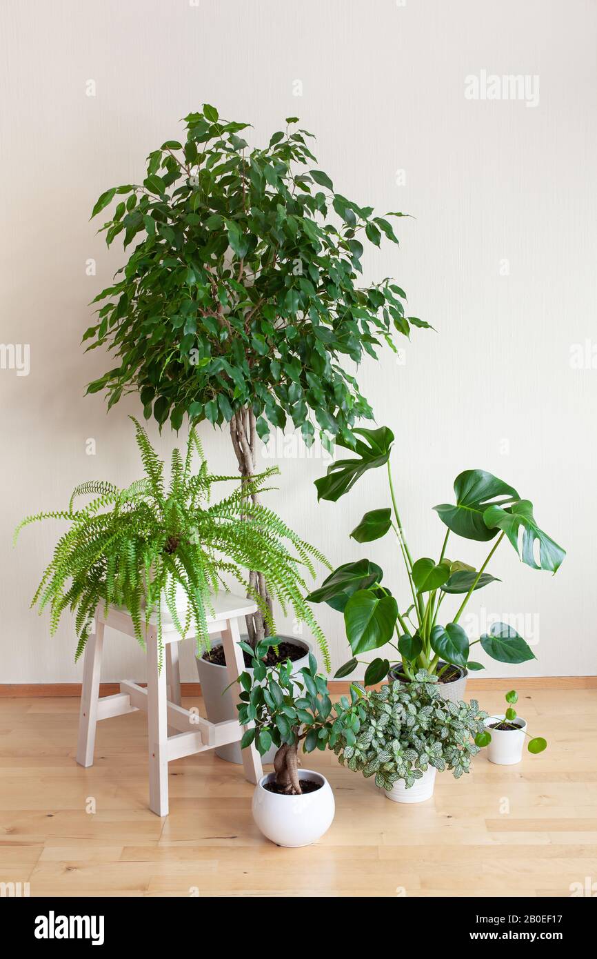 houseplants ficus benjamina, fittonia, monstera, nephrolepis and ficus  microcarpa ginseng in flowerpots Stock Photo - Alamy