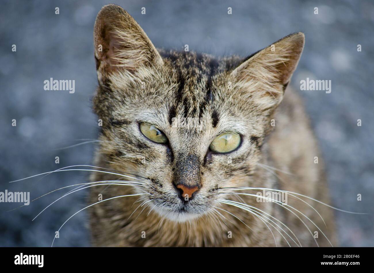 Look crosseyed Cat Stock Photo Alamy