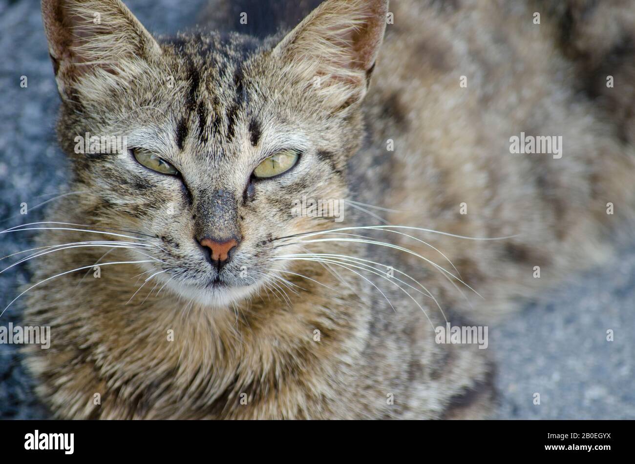 Look crosseyed Cat Stock Photo Alamy