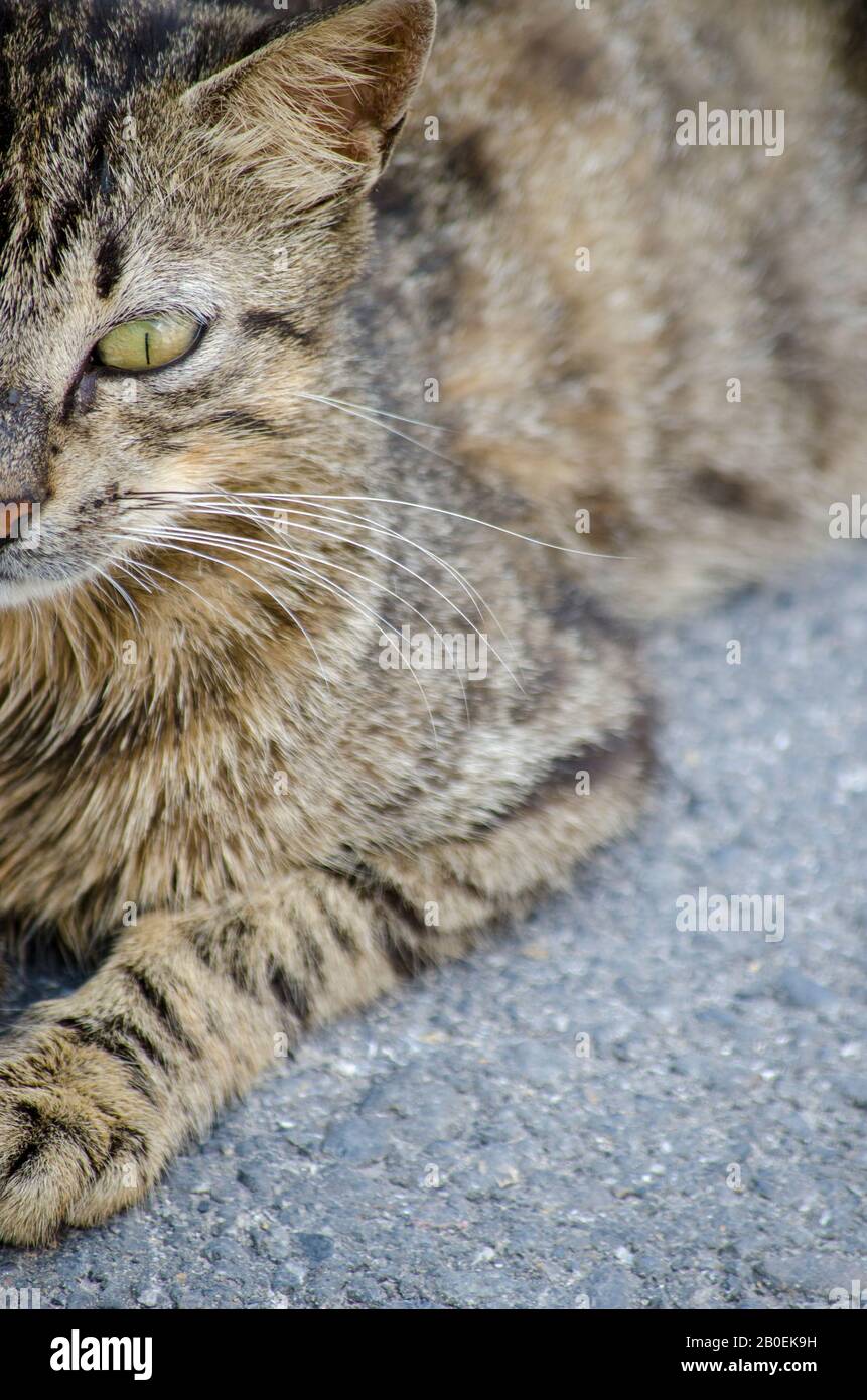Look crosseyed Cat Stock Photo Alamy