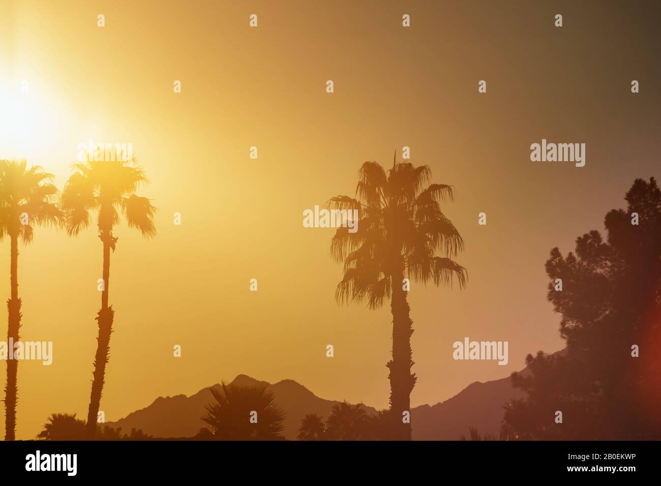 Sun sets over palm trees on in Arizona at sunset Stock Photo