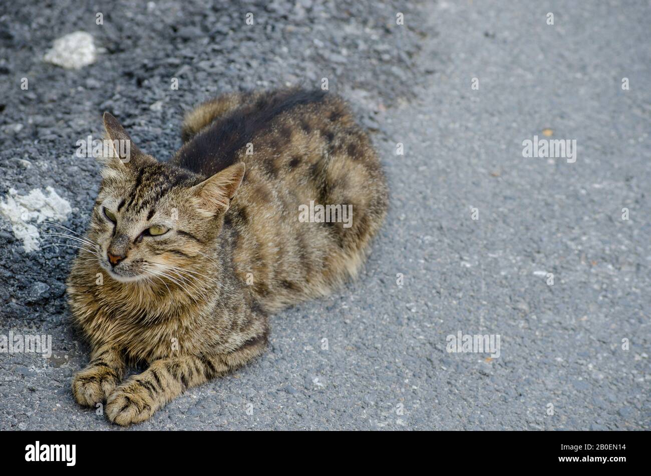 Cross eyed cat hi-res stock photography and images - Alamy