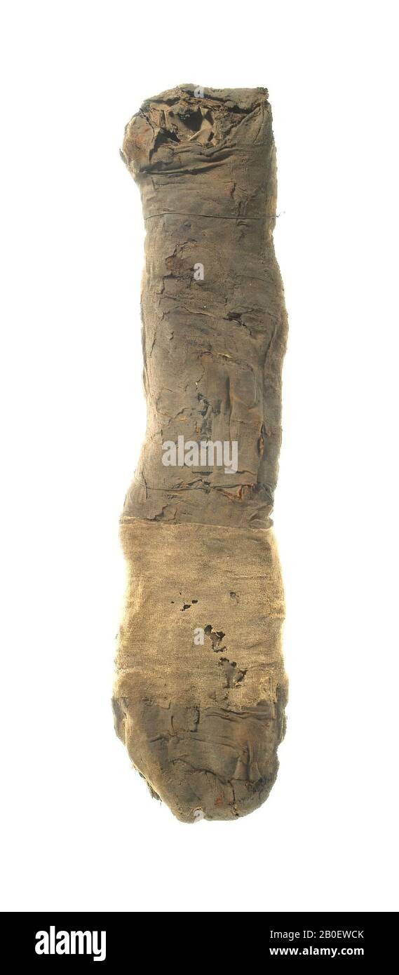 cat, Cat mummy with flattened body and protruding head. The animal is lying on the right side, which is slightly flattened and less dark than the other one. A small piece of straw adheres to the upper face. Concentric bandages can only be detected near the distal end of the mummy. Otherwise the body is wrapped in irregular sheets or medium-fine linen (warp-faced tabby weave, about 11 x 34 threads Stock Photo