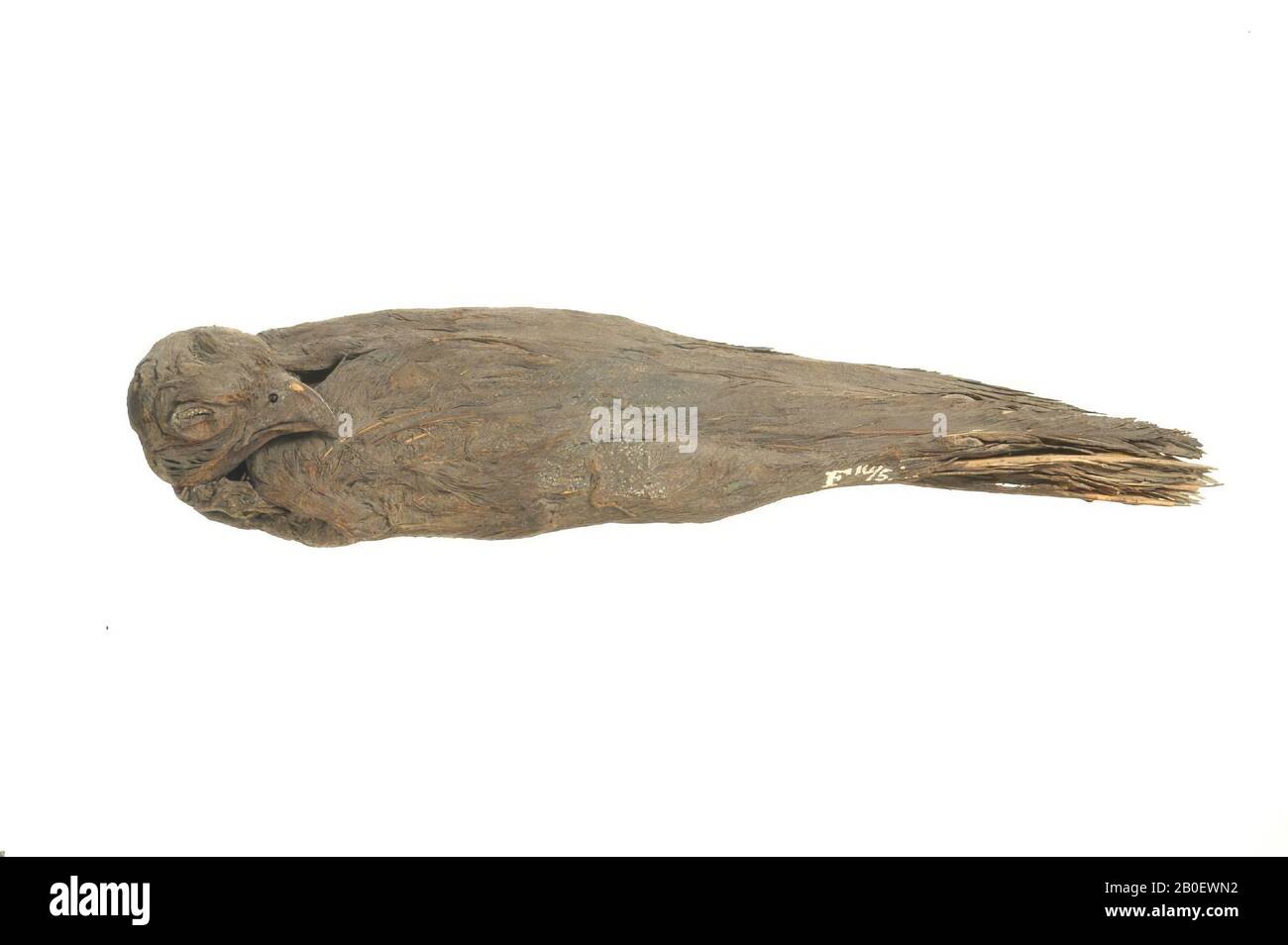 falcon, The mummy has been unwrapped and stretched (2.2 cm square) adhering to the back of the neck betrays that it was in fact wrapped originally. The body of the bird is well preserved, folded over the belly. The claws of the feet are just visible through a gap in the feathers. The head has been flexed on the chest, slightly twisted to the right. The bill is intact, the nostrils are open, the eyes three out to half-opened slits. The feathers are stuck together to form a hard mass, dark brown in color., Mummy, bird, mummy, 4.5 x 5.1 x 22.5 cm, Egypt Stock Photo
