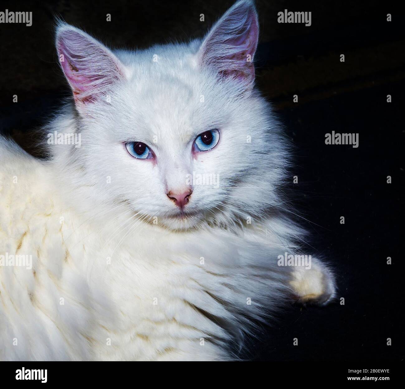 Cute fluffy white turkish angora cat with blue eyes. Stock Photo