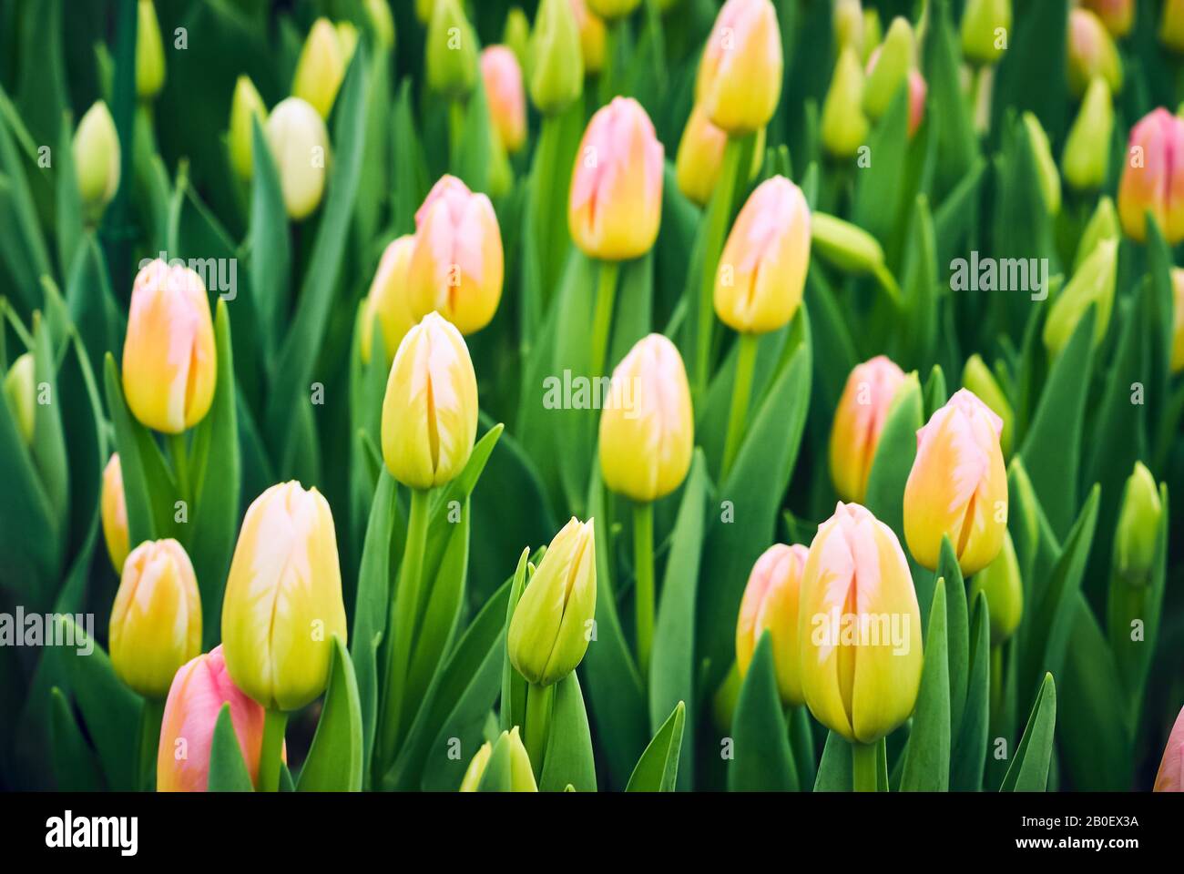 floral background - growing unopened bright yellow tulips Stock Photo ...