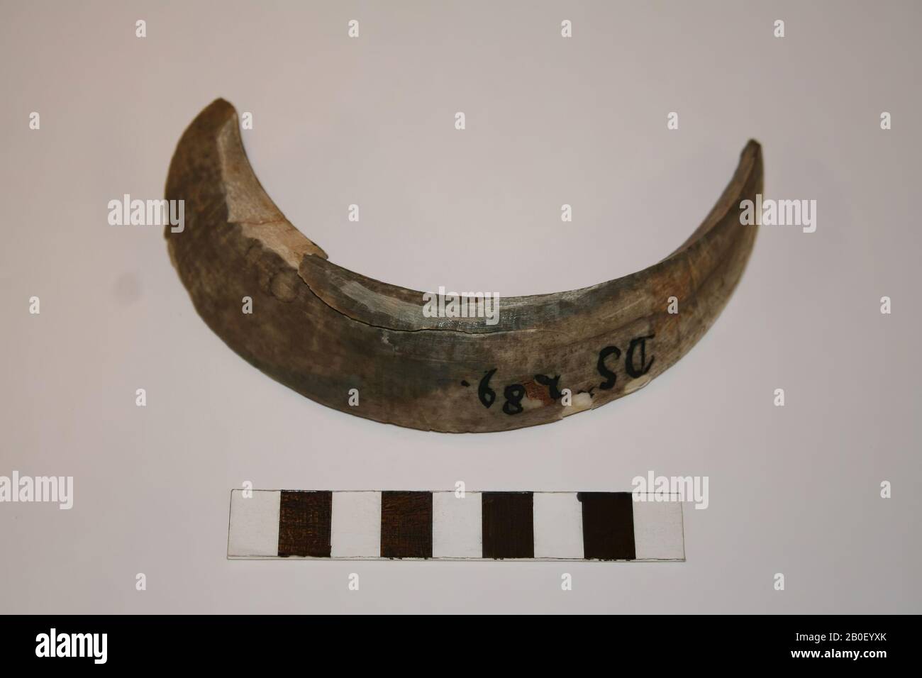 Old Europe, tooth, organic, bone, 12.5 x 7 cm, prehistory, Denmark Stock Photo