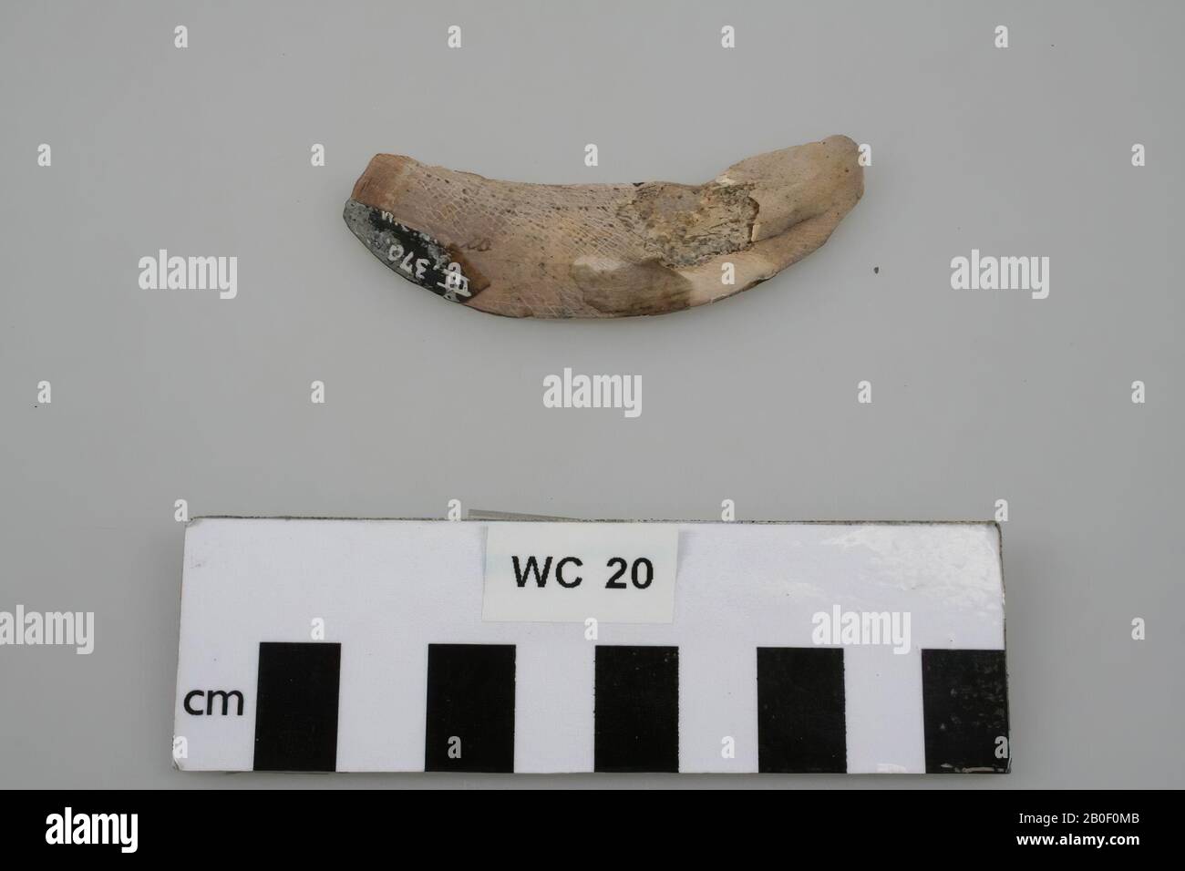 Flat, sickle-shaped plate of bone (tooth?)., Fragment, organic, bone, 7 x 3 x 1.5 cm, Germany, unknown, unknown, cheeks Stock Photo