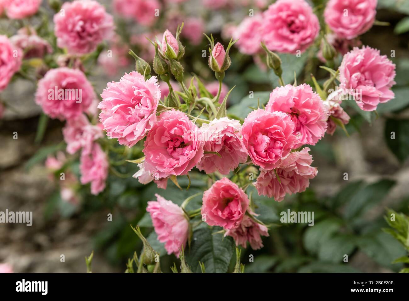 Rosa 'Pink Grootendorst' in spring // Rosier à fleur d'oeillet 'Pink Grootendorst' Stock Photo