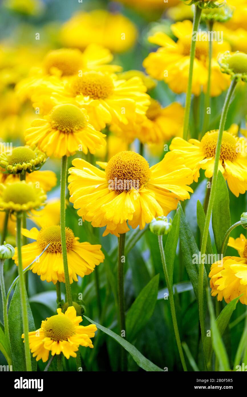 Yellow flowers of the perennial Helenium 'Butterpat', sneezeweed 'Butterpat', Helenium autumnale 'Butterpat Stock Photo