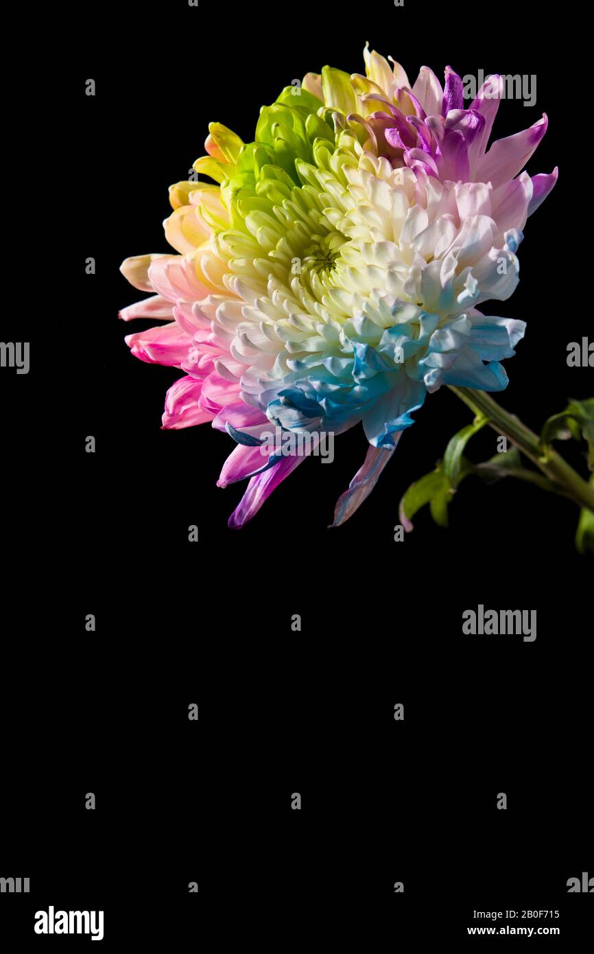 Multicolored flower on black background Stock Photo