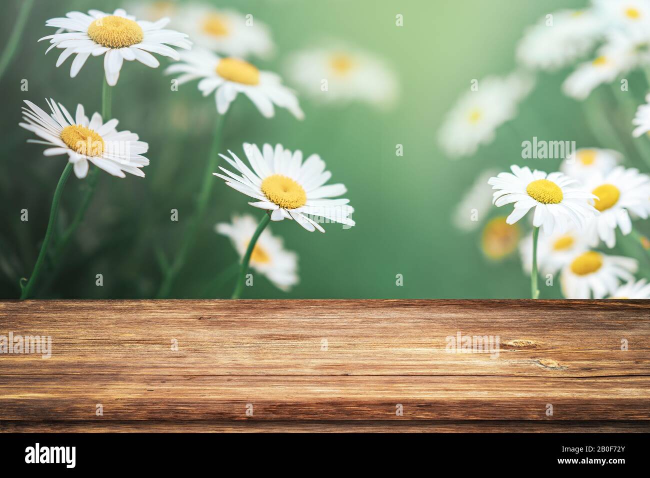 Beautiful spring background with white daisy flowers and empty wooden table in nature outdoor. Natural template with sunlight Stock Photo