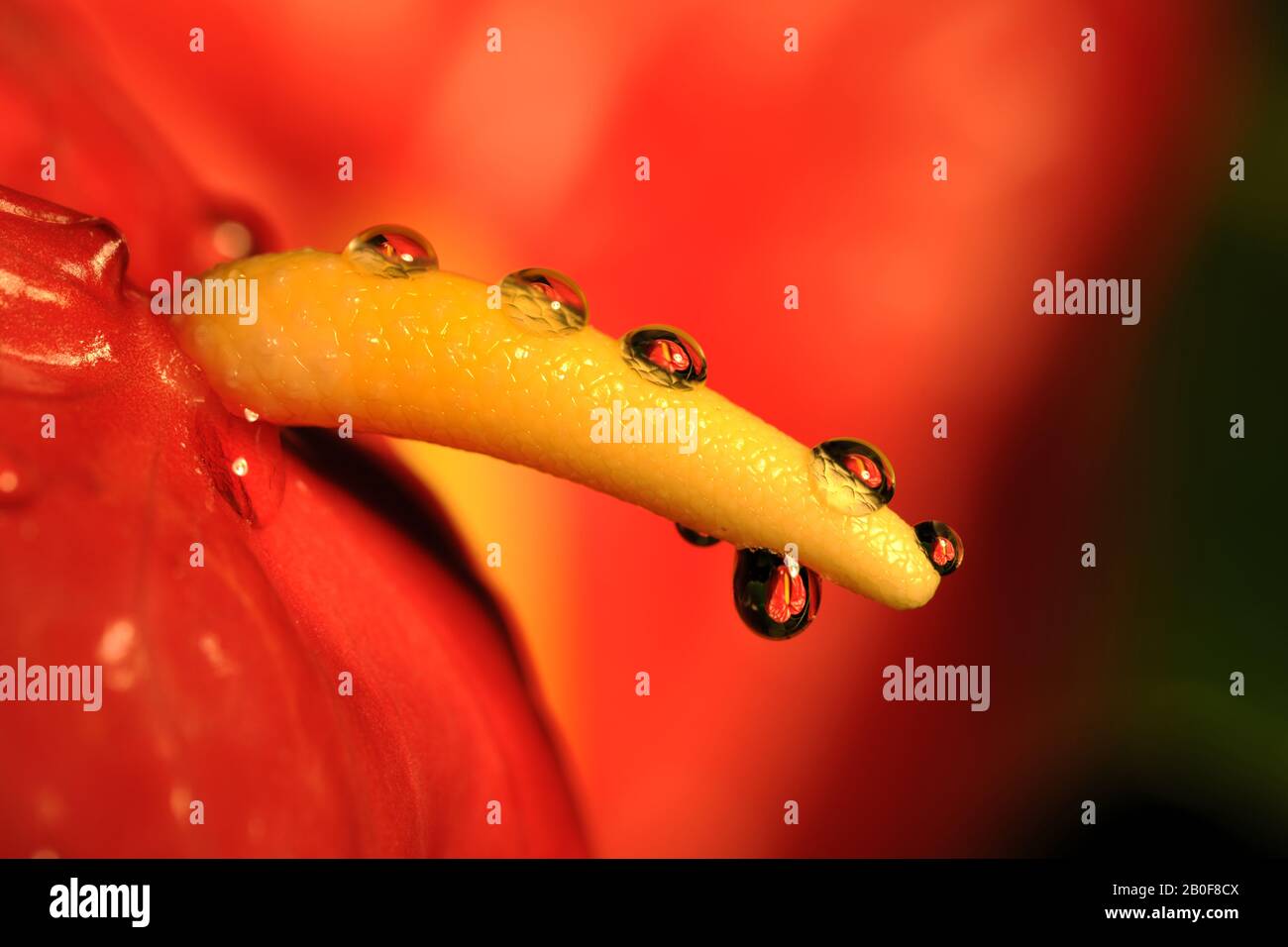 Flower Anthurium with your own reflection in  the droops. Stock Photo