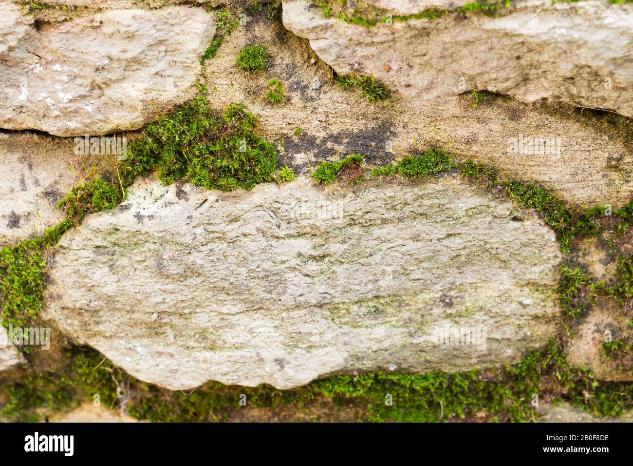 Moss growing on a stone wall closeup, United Kingdom Stock Photo