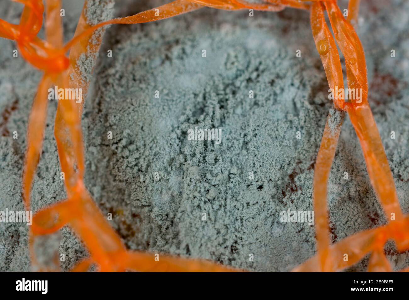 Mouldy orange fruit hires stock photography and images Alamy