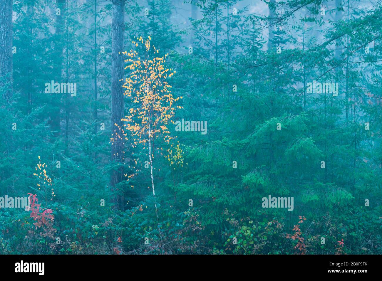 Birch with yellow leaves between pines in autumn Stock Photo - Alamy