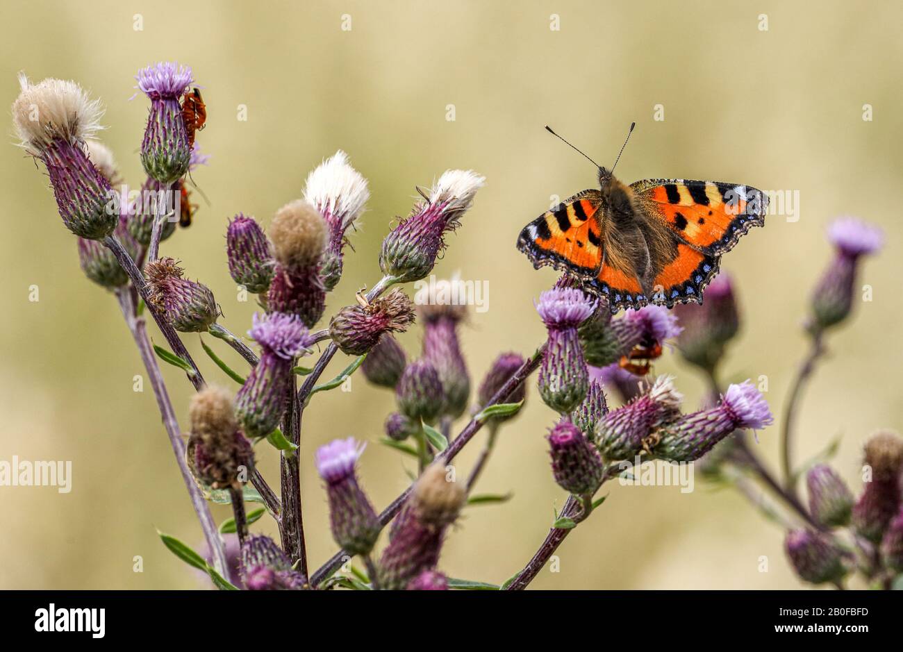 The small tortoiseshell  (Aglais urticae) on thistle in beautiful summer weather. Stock Photo