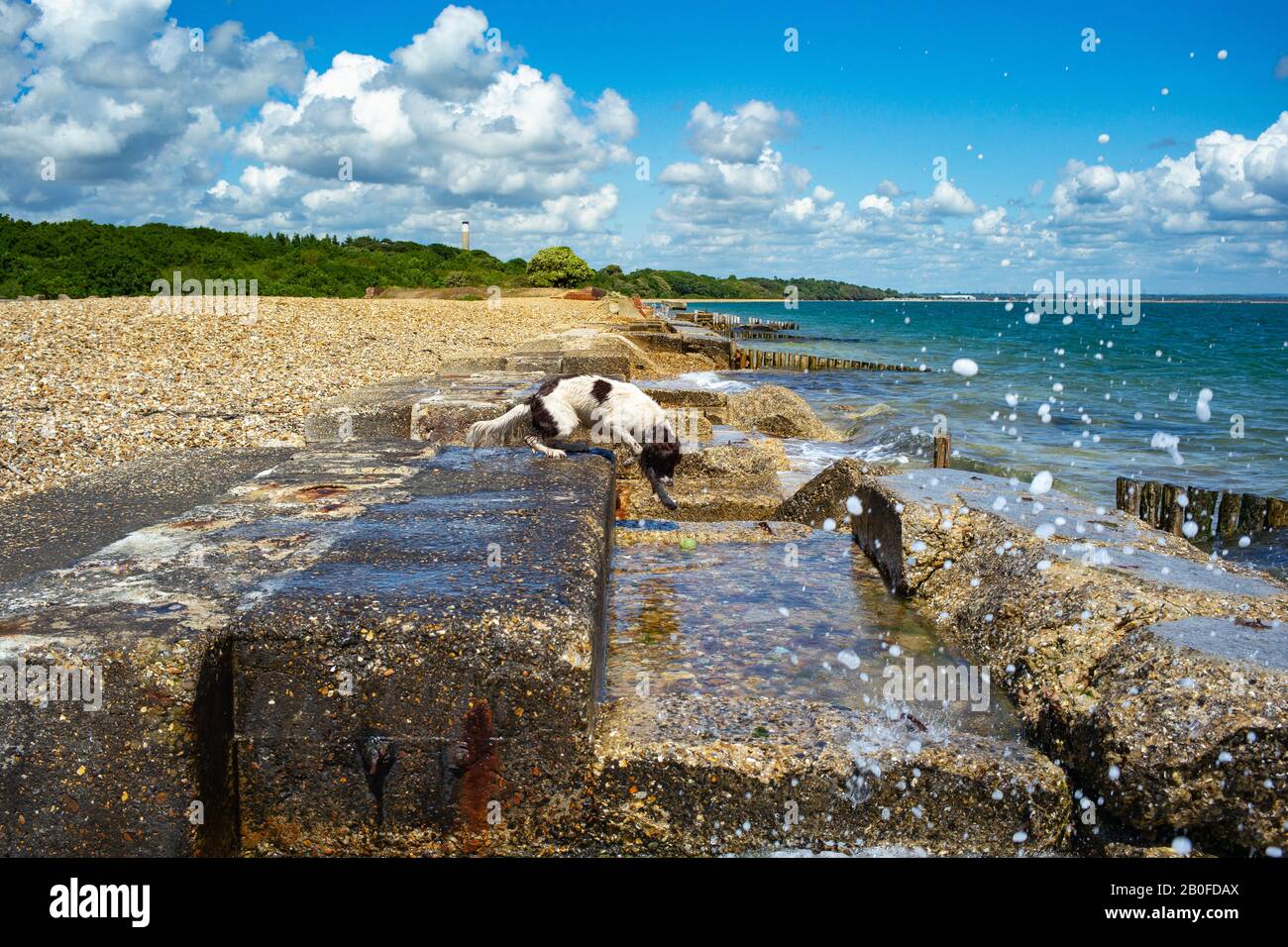 A dog climbs over  Lepe beach site of the construction of Mulberry harbours and troops embarkation crucial for operation Overlord. Stock Photo