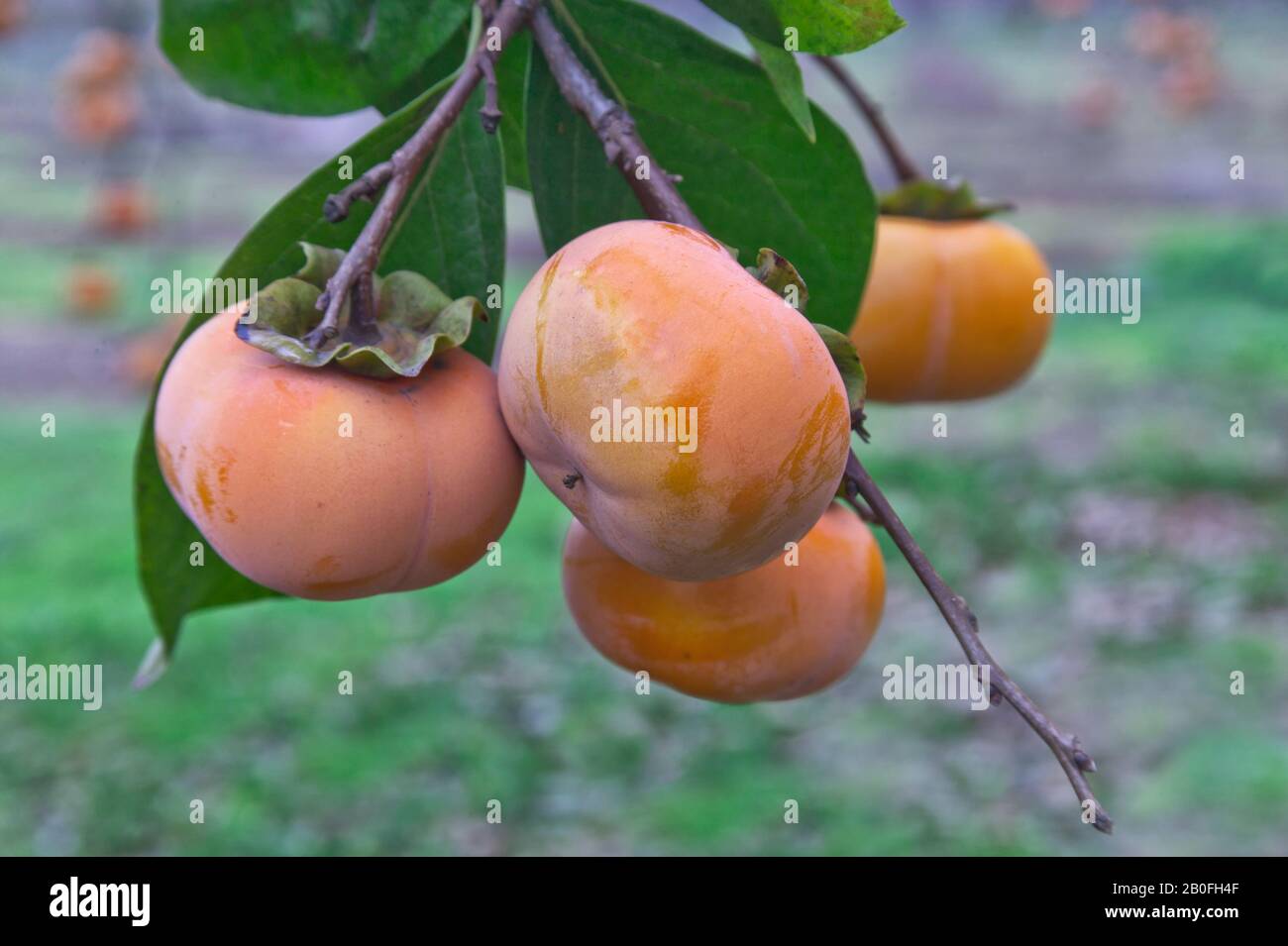 Persimmons 'Fuyu' variety hanging on branch, Diospyros kaki, also known as Japanese persimmon, California. Stock Photo