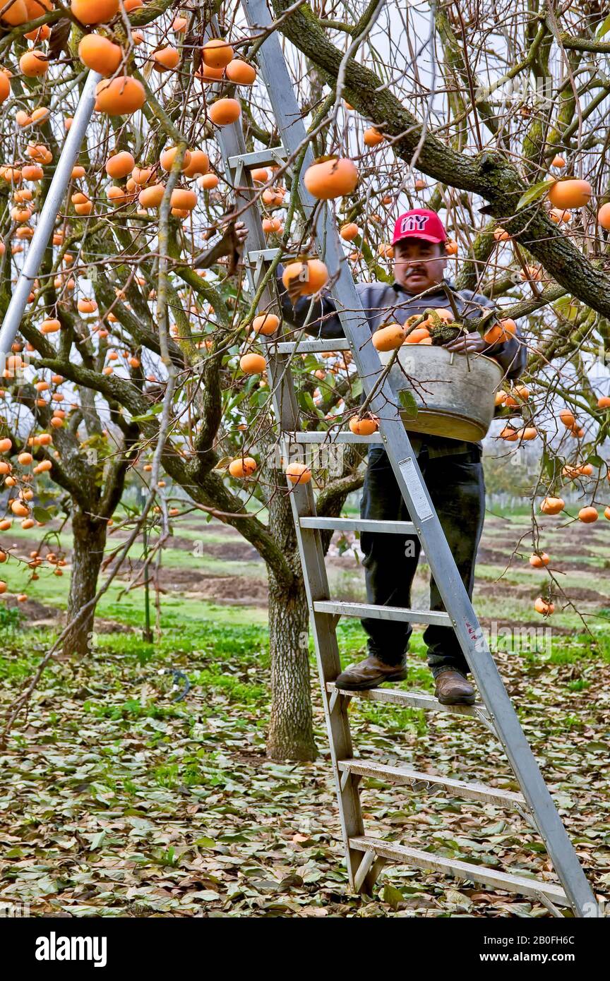 Ripe Persimmons 'Fuyu' variety  'Diospyros kaki',  worker on ladder, harvesting fruit, also known as Japanese persimmons. Stock Photo
