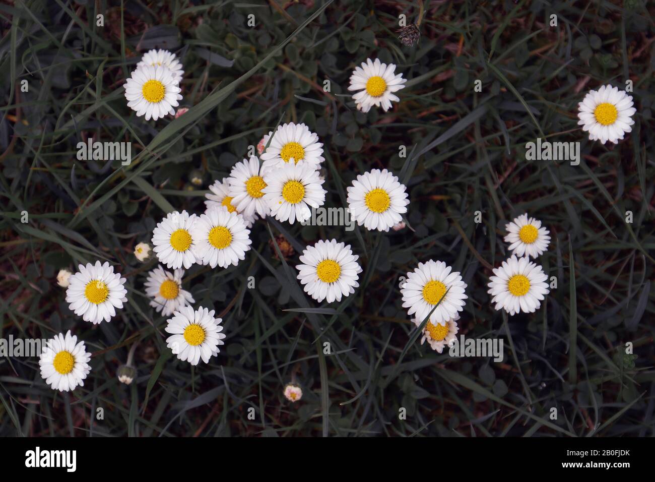 Fresh colorful flowers hi-res stock photography and images - Alamy