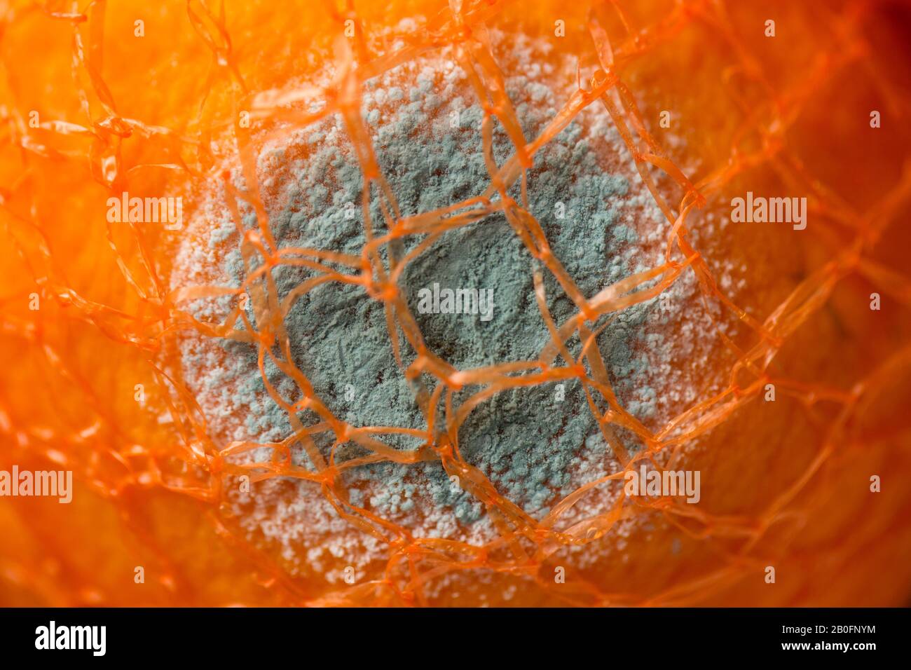 Mould that has formed on the surface of an orange that has been kept in a mesh bag in a fridge for several weeks. England UK GB Stock Photo