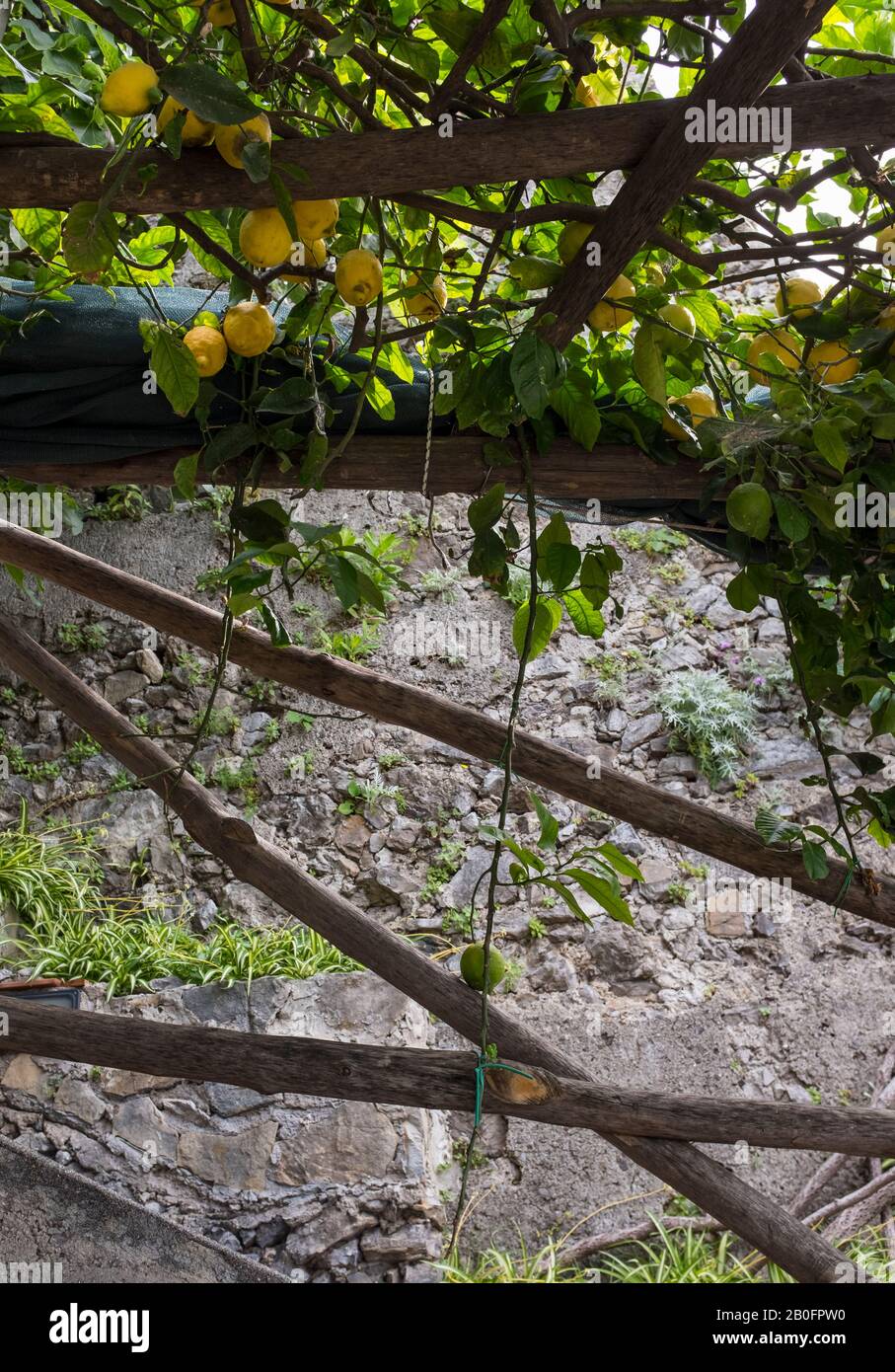 Lemons grow on a tree, supported by a wood trellis on the grounds of