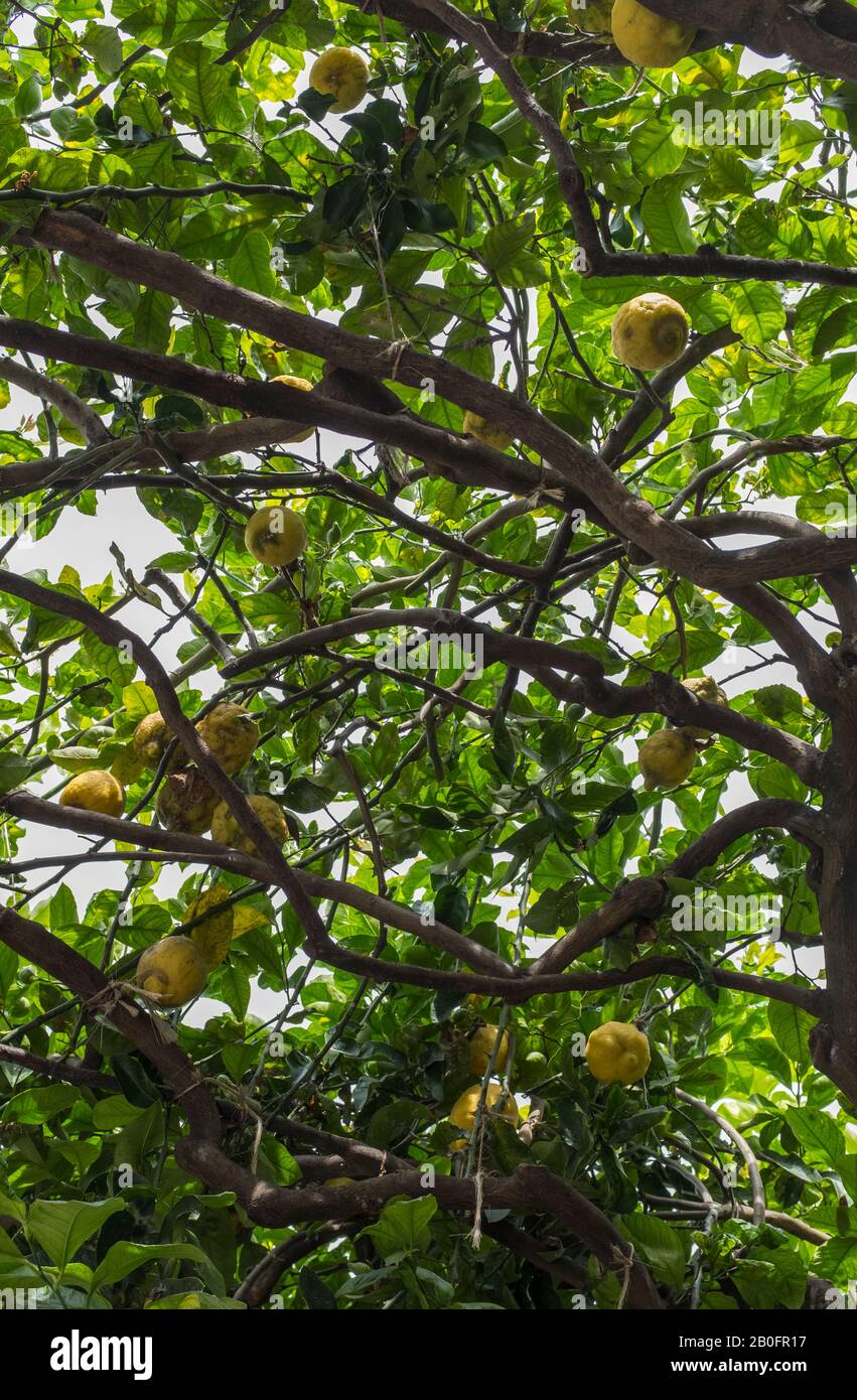 Lemons grow on a tree, supported by a wood trellis on the grounds of the Villa Scarpariello Relais on the Amalfi Coast of Italy Stock Photo