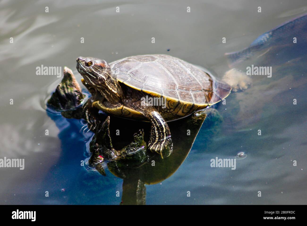 Aquatic turtle in a pond Stock Photo