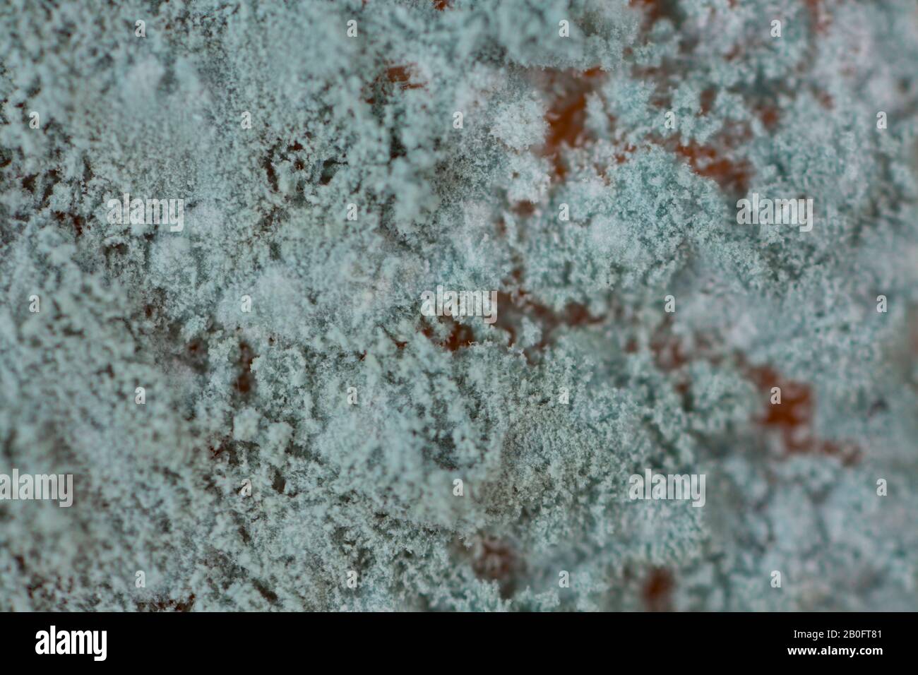 Mould that has formed on the surface of an orange that has been kept in a mesh bag in a fridge for several weeks. England UK GB Stock Photo